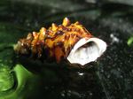Фото Пресноводные Моллюски Пахимелания бироненсис (Pachymelania byronensis), коричневый