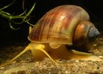 фотографија Слатководна Шкољка Mystery Snail, Apple Snail (Pomacea bridgesii), браон