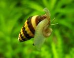 Assassin Snail, Snail-Eating Snail