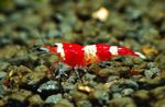 წითელი ბროლის Shrimp
