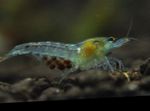 фотографија Акваријум Nectarine Shrimp, Marbled Dwarf Shrimp, Redback Shrimp шврћа (Neocaridina palmata), плава
