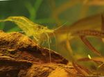 ყვითელი Shrimp