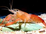 Photo Aquarium Macrobrachium shrimp, dearg