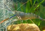 Photo Aquarium Macrobrachium shrimp, gorm
