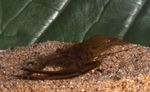 Foto Akvarij Macrobrachium čovječuljak, braon