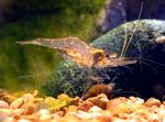 фотографија Акваријум Guinea Swarm Shrimp шврћа (Desmocaris trispinosa), браон