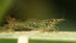 Photo Aquarium Silín Shrimp (Paratya australiensis), donn