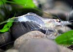 Photo Aquarium Silín Shrimp (Paratya australiensis), gorm