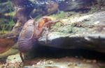 фотографија Акваријум Cockroach Crayfish краба (Aegla platensis), браон