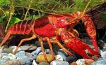 წითელი ჭაობში Crayfish