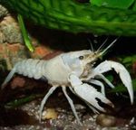 Photo Aquarium Red Swamp Crayfish (Procambarus clarkii), white