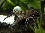 Foto Akvarium Procambarus Spiculifer krebs, brun