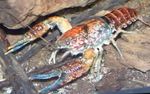 фотографија Акваријум Procambarus Toltecae рак, црвен