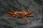 Crab Panteră