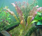 fénykép Akváriumi Növények Hullámos Szélű Swordplant, Borzolt Aponogeton (Aponogeton crispus), piros
