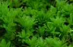 fénykép Akváriumi Növények Hart Nyelvével Kakukkfű Moha mohák (Plagiomnium undulatum), zöld