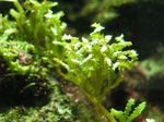 鋸歯状の緑の海藻