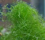 スパゲッティ藻類、緑の髪の藻類