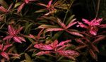 Фото Аквариумные растения Гигрофила многосеменная (Гигрофила индийская, Болотник) (Hygrophila polysperma), красноватый