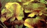 foto Plantas de Aquário Dauben's Waterlily (Nymphaea Daubenyana), Vermelho