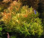 снимка Аквариум растения Хедж Вода (Peplis diandra, Didiplis diandra), Червеникаво