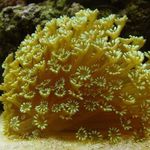 fénykép Akvárium Virágcserép Korall (Goniopora), sárga