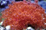 Nuotrauka Akvariumas Vazonas Koralų (Goniopora), raudonas