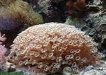 フォト 水族館 植木鉢サンゴ (Goniopora), ブラウン