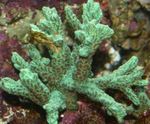 Coarne Coral (Coral Cu Blană)