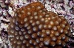 fénykép Akvárium Méhsejt Korall (Diploastrea), barna