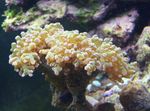 Foto Akvarium Hammer Koral (Fakkel Koral, Frogspawn Koral) (Euphyllia), gul