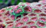 Coral Abacaxi (Coral Lua) foto e cuidado