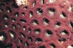 фотографија Акваријум Pineapple Coral (Moon Coral) (Favites), браон
