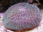 Plate Korall (Sopp Koraller)
