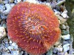 Bilde Akvarium Plate Korall (Sopp Koraller) (Fungia), rød
