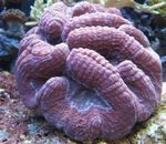 foto Acquario Corallo Di Cervello Lobi (Brain Coral Aperto) (Lobophyllia), viola
