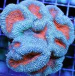 fénykép Akvárium Karéjos Agy Korall (Nyitott Agy Korall) (Lobophyllia), világoskék