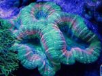 Foto Akvarij Lobed Mozak Koralja (Otvoreni Mozak Koralji) (Lobophyllia), zelena