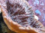 Photo Aquarium Merulina Coral, brown