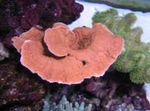Montipora Farvet Koral