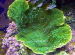 Foto Acuario Montipora Coral De Color, verde