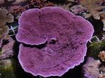 フォト 水族館 Montipora色のサンゴ, パープル