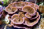 Foto Akvaarium Montipora Värvilised Korallid, pruun
