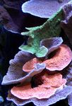 フォト 水族館 Montipora色のサンゴ, ピンク