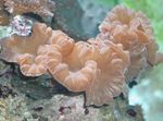 Foto Akvaarium Fox Korallid (Katuseharja Korallid, Jasmiini Korall) (Nemenzophyllia turbida), roosa