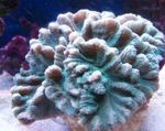 Foto Akvarium Spiny Kop (Pectinia), lyseblå