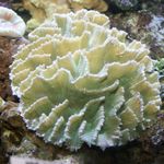 Foto Akvarium Spiny Kop (Pectinia), hvid