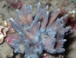 Foto Akvarium Spiny Kop (Pectinia), grå