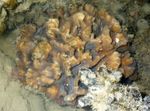 Foto Akvaarium Astel Karika (Pectinia), pruun