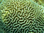 Platygyra Korall